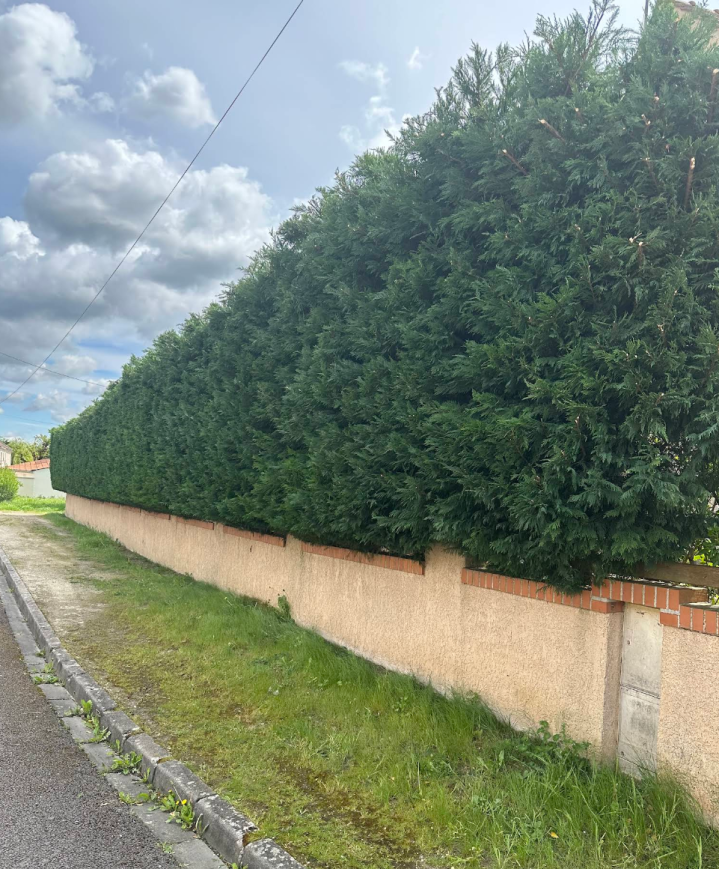 Taille de haie Bussy-Saint-Georges
